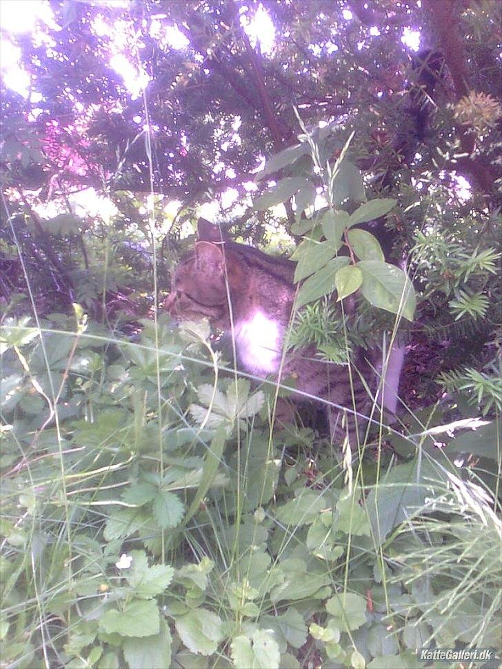 Huskat Tiger billede 14