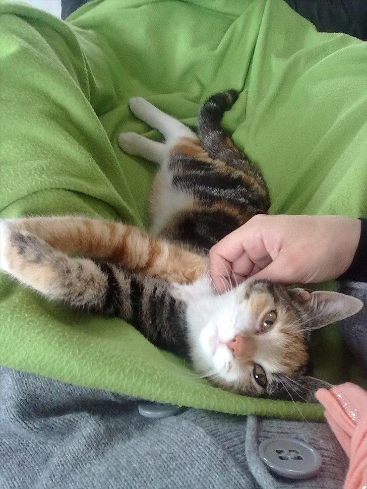 Huskat Missi billede 3