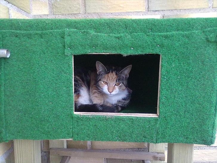 Huskat Missi billede 2