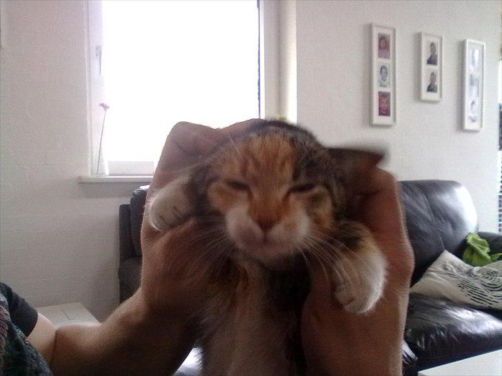 Huskat Missi billede 4