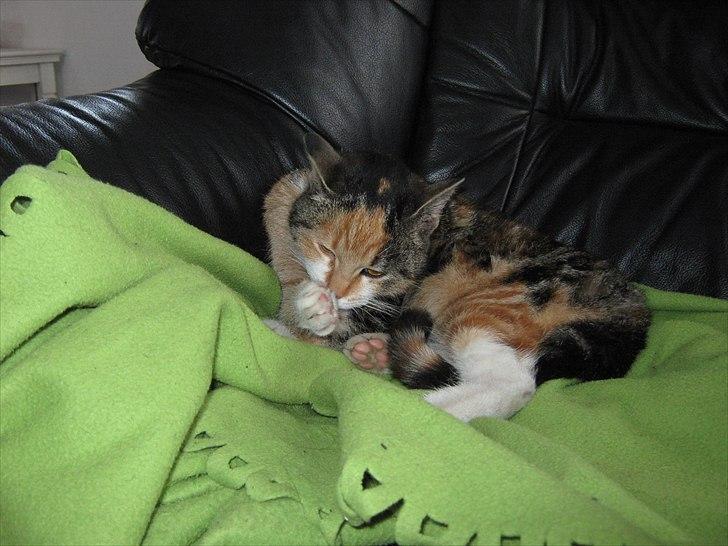 Huskat Missi billede 5
