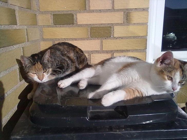 Huskat Missi billede 6