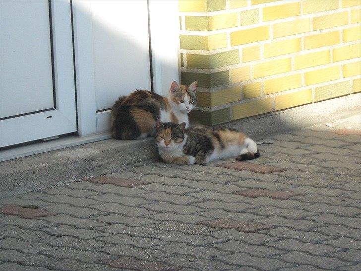 Huskat Missi billede 9