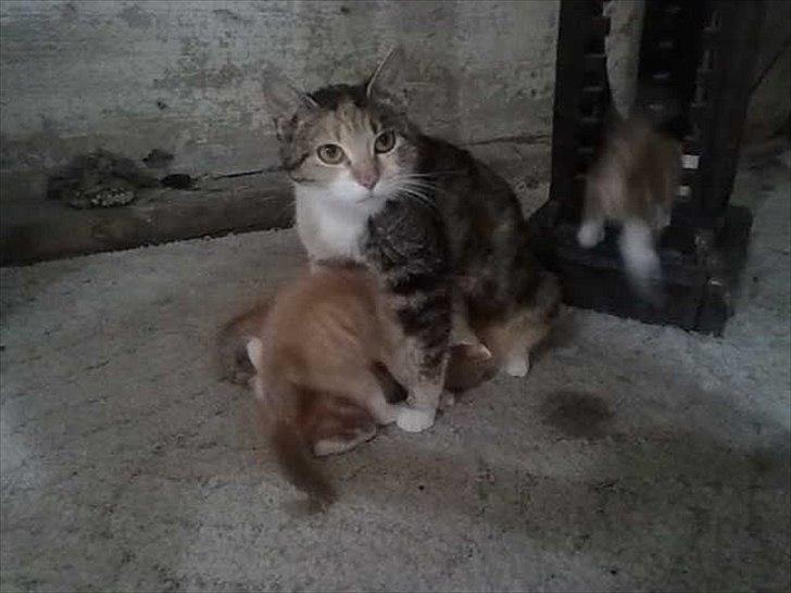 Huskat Missi billede 13