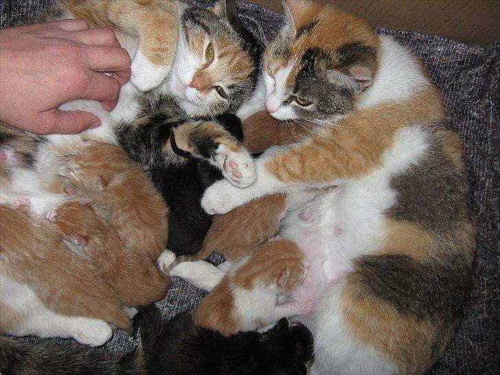 Huskat Missi billede 10
