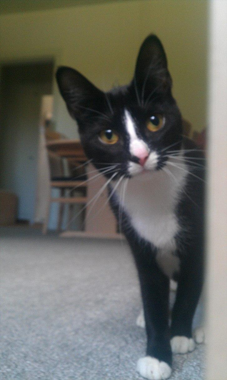 Blanding af racer Tulle fis' billede 1