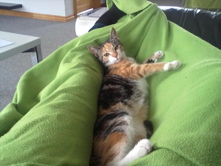 Huskat Missi billede 1