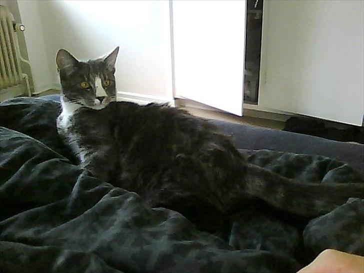 Huskat Musen billede 1