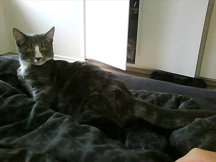 Huskat Musen billede 2