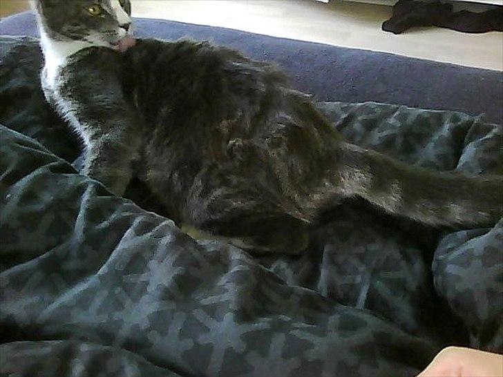 Huskat Musen billede 3