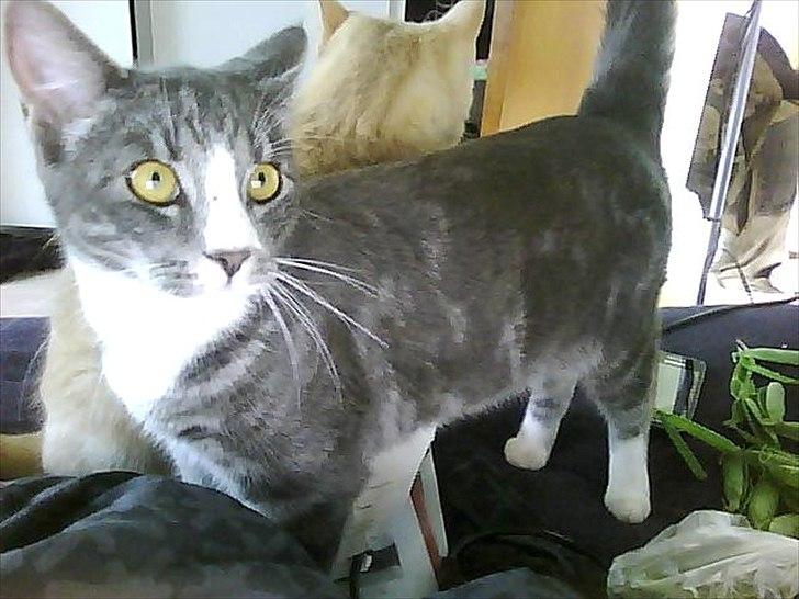 Huskat Musen billede 4