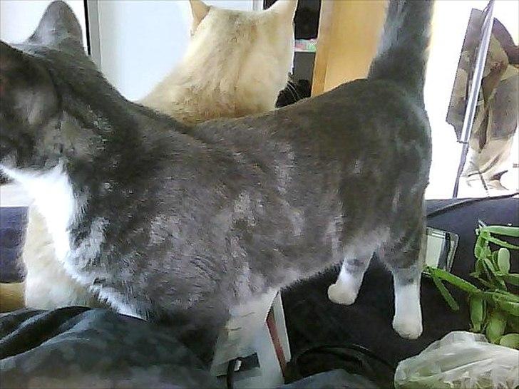 Huskat Musen billede 5