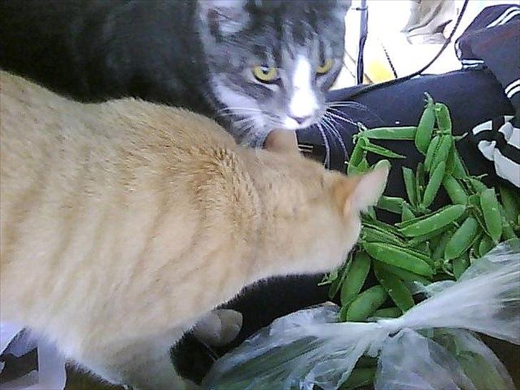 Huskat Musen billede 6