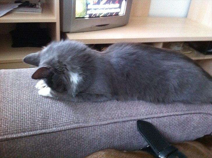 Blanding af racer Luna <3 - Hmm , gad vide hvad det er hun laver :) billede 14