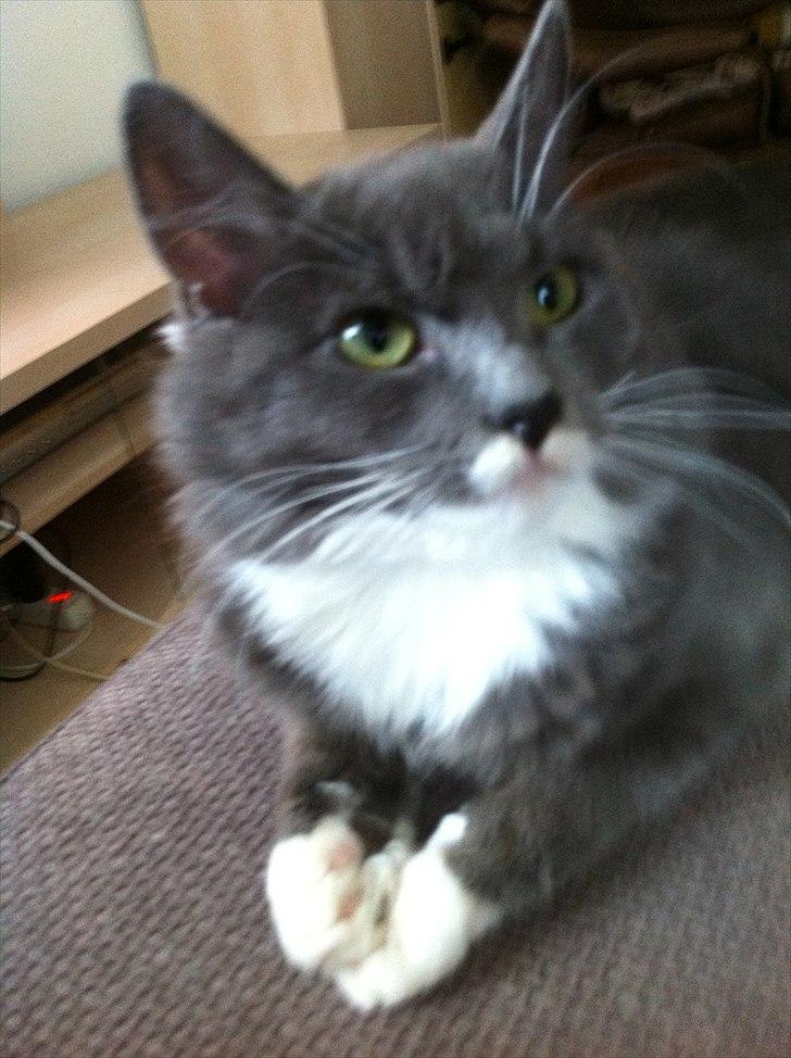 Blanding af racer Luna <3 billede 15