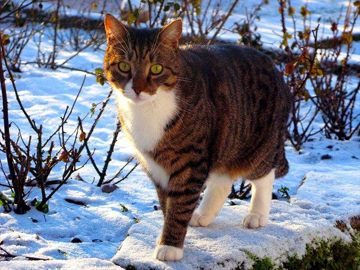 Huskat Benji - Benji 3½ år :) billede 1