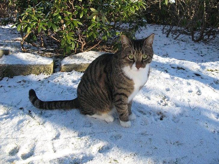 Huskat Benji billede 2