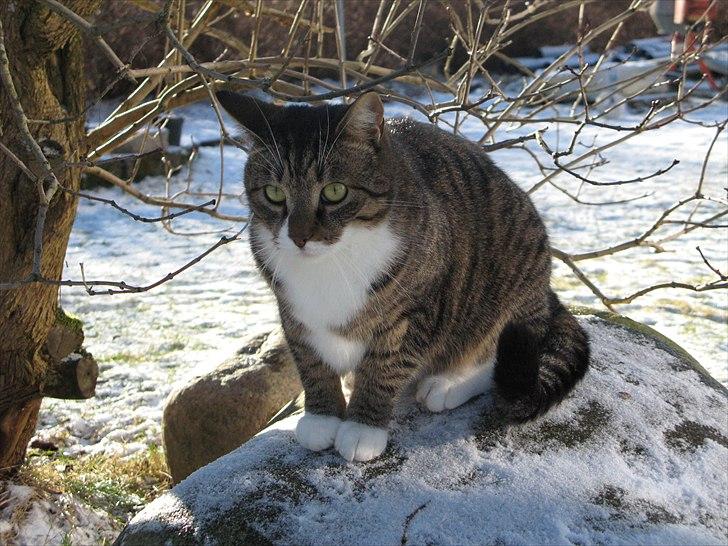 Huskat Benji billede 3