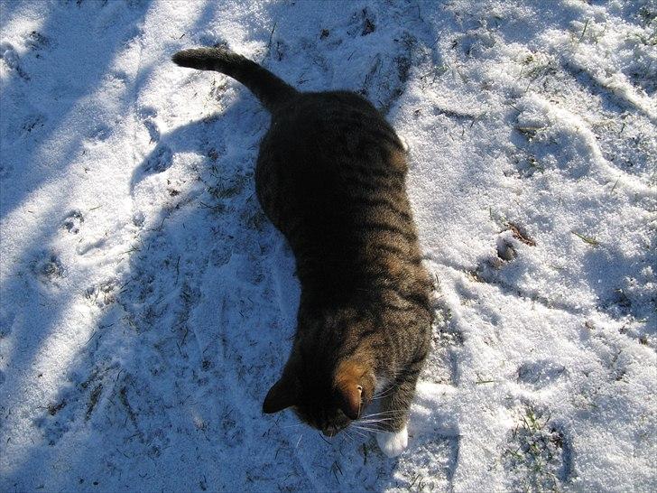 Huskat Benji - Benji leger med lyset fra kameraet :) billede 4