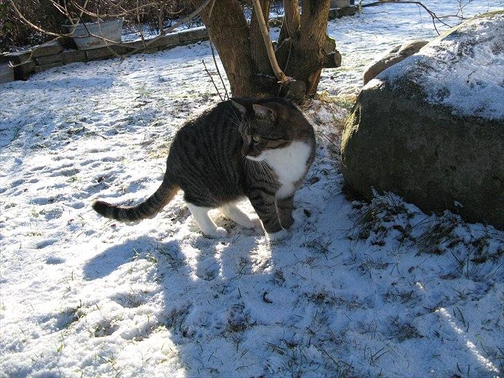 Huskat Benji billede 5