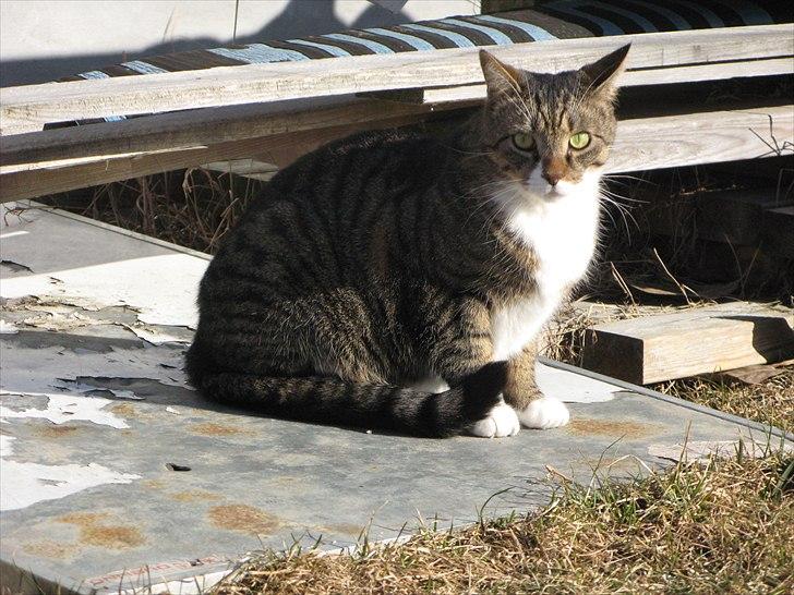 Huskat Benji billede 6