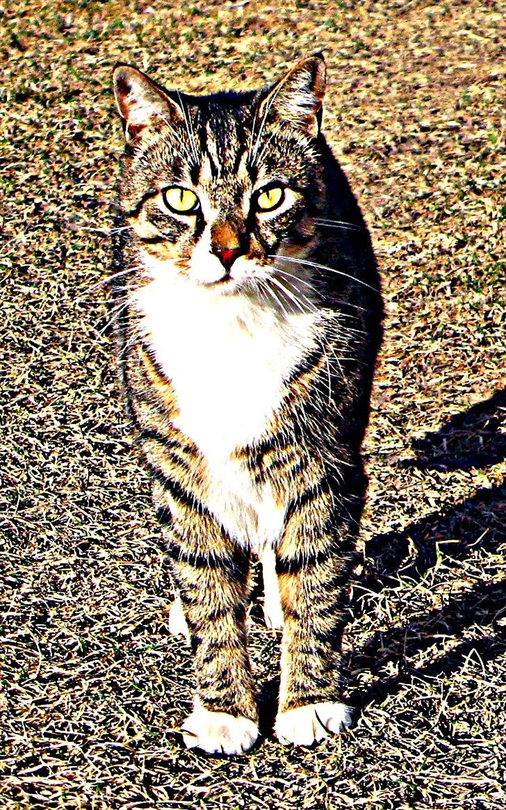 Huskat Benji - Her har jeg redigeret lidt i farven :) billede 7