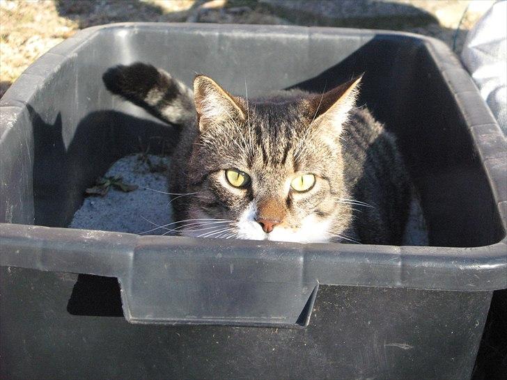 Huskat Benji - Benny gemmer sig i murerbaljen :) billede 8