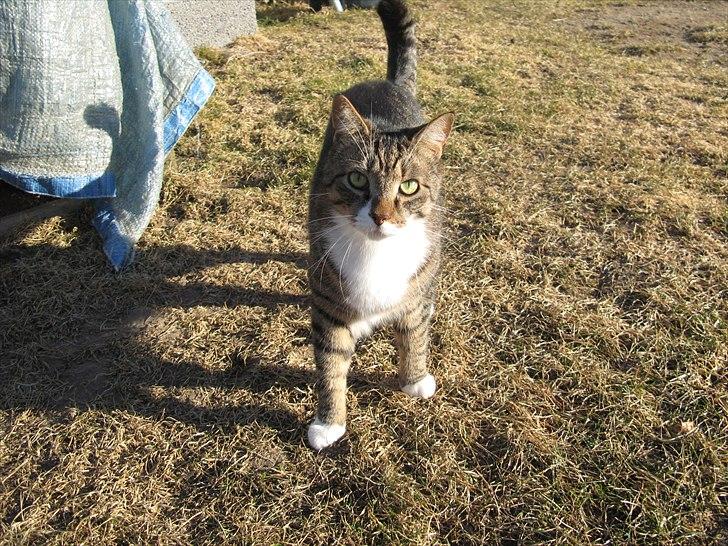 Huskat Benji billede 9