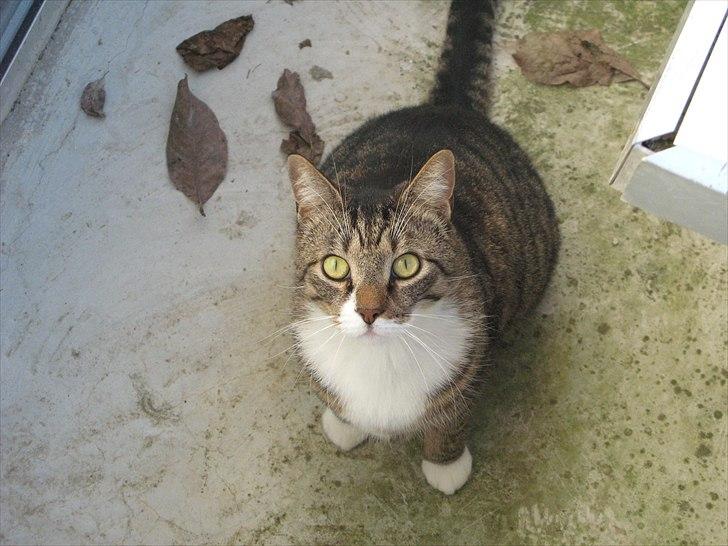 Huskat Benji billede 10