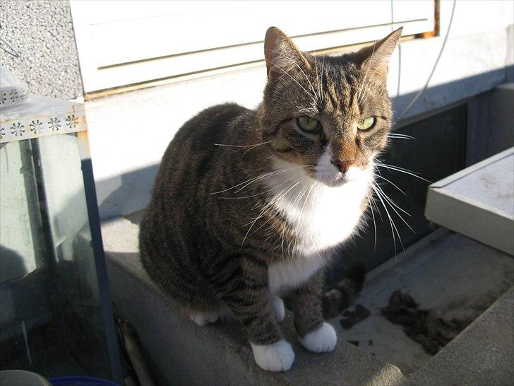 Huskat Benji billede 11