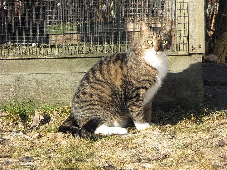 Huskat Benji billede 12