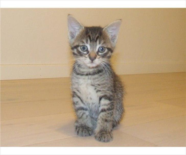 Huskat buffy - Min dejlige hun kat som jeg snart får hjem. Hun er meget legesyg og nysgerrig.  billede 1