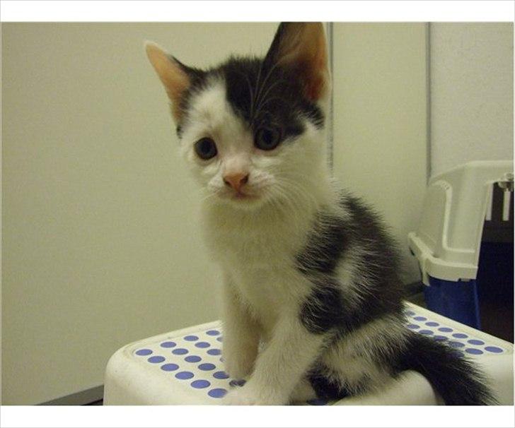 Huskat angel - Dejlig sort/hvid hun kat som elsker at blive nusset. Søster til buffy og meget kælen killing.  billede 1