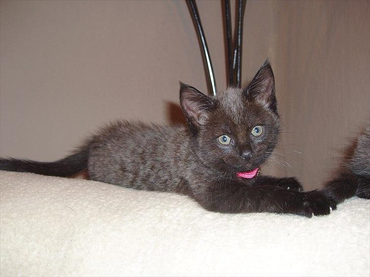 Blanding af racer Duchesse - Duchesse som killing :) billede 16