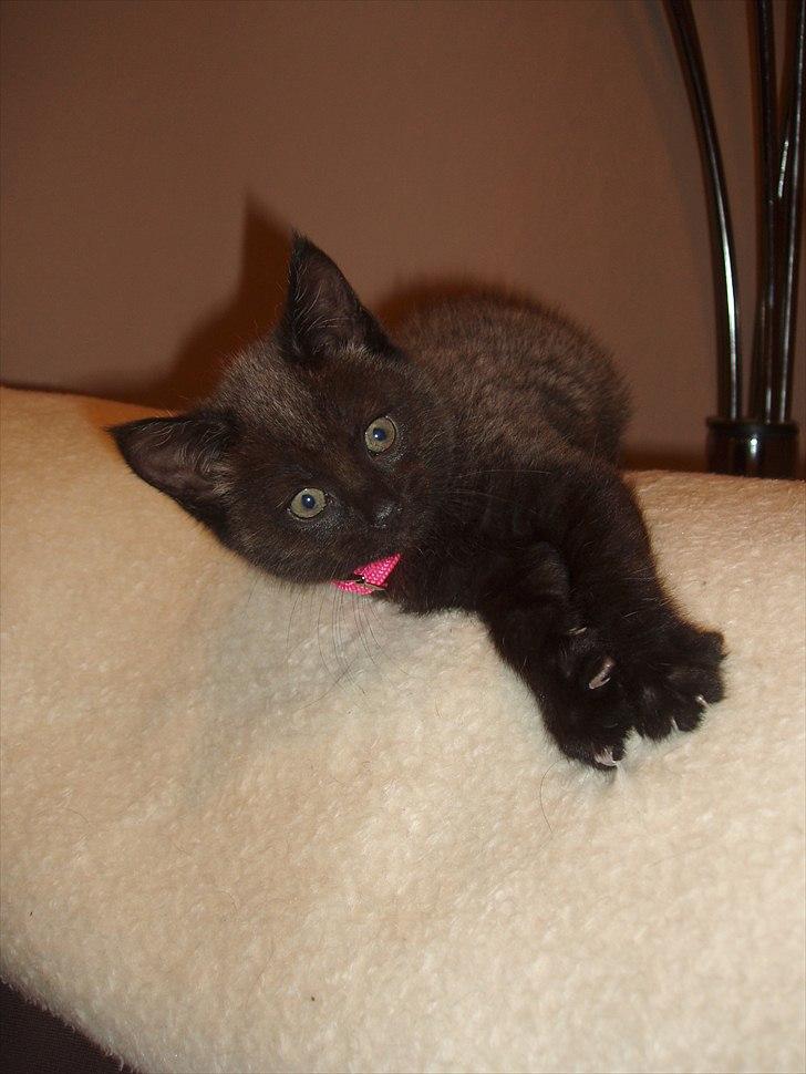 Blanding af racer Duchesse - Duchesse som killing  billede 17