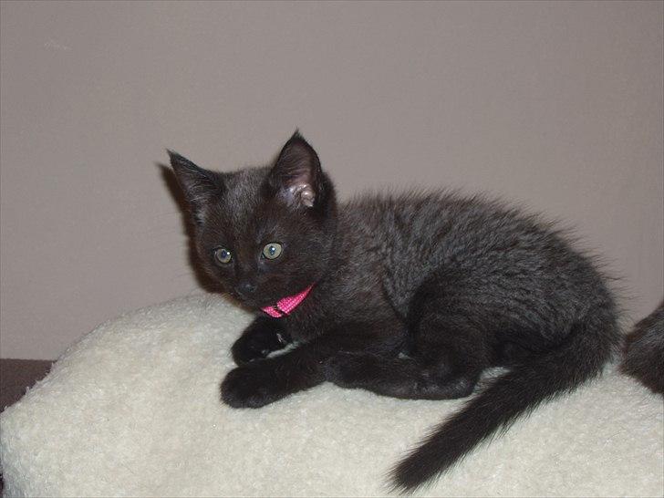 Blanding af racer Duchesse - Duchesse som killing  billede 18