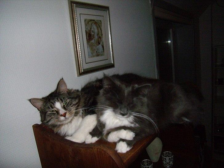 Blanding af racer Nuka - Nuka sammen med O´mally billede 10