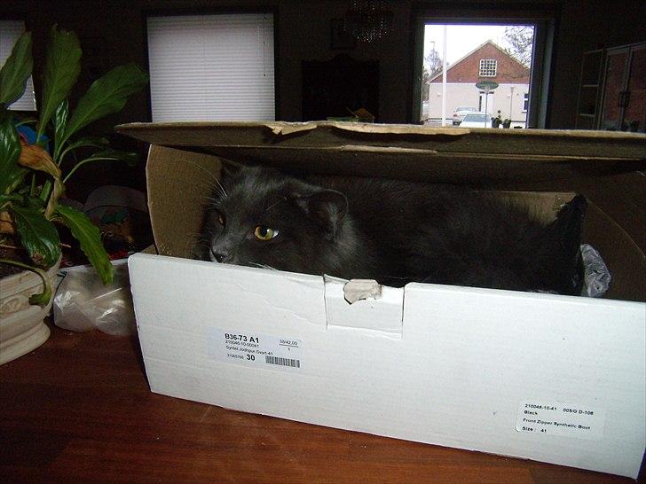 Blanding af racer Nuka billede 11