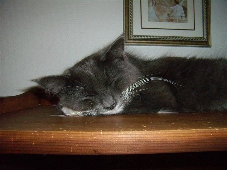 Blanding af racer Nuka billede 12