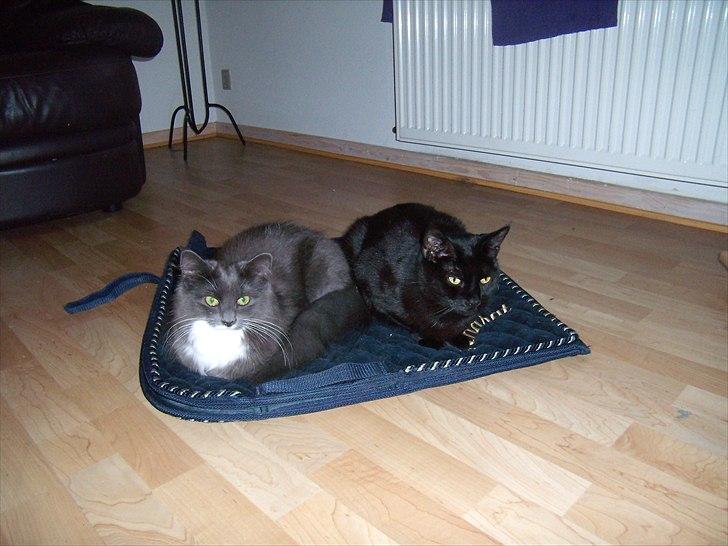 Blanding af racer Nuka - Nuka og Duchesse billede 13