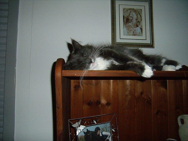 Blanding af racer Nuka billede 14