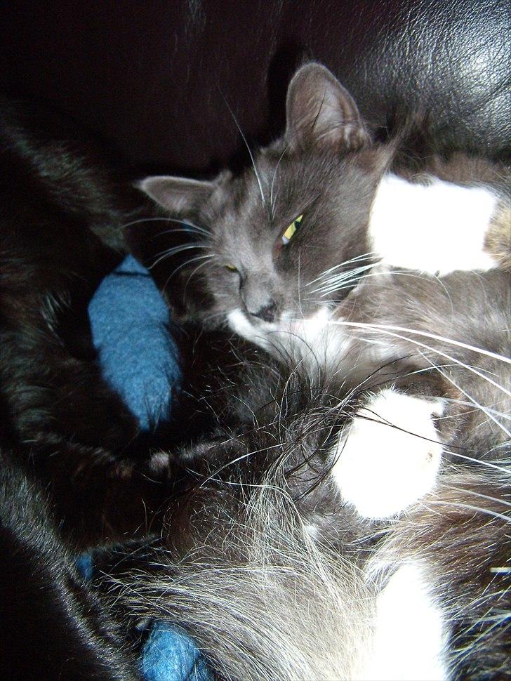 Blanding af racer Nuka billede 15