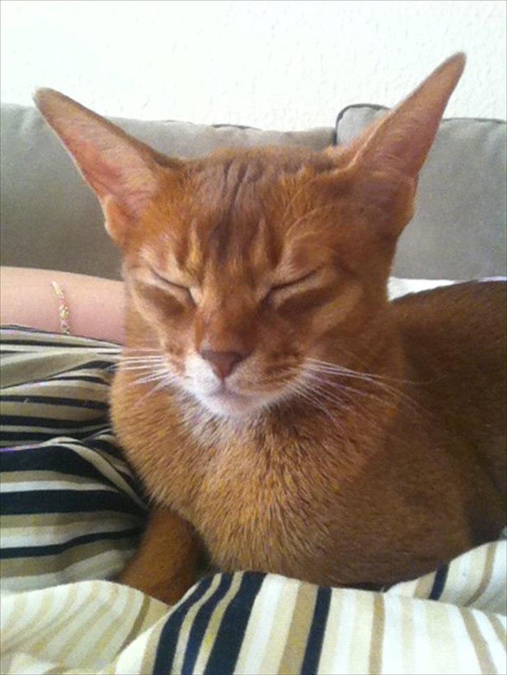 Abyssinier Viper billede 11