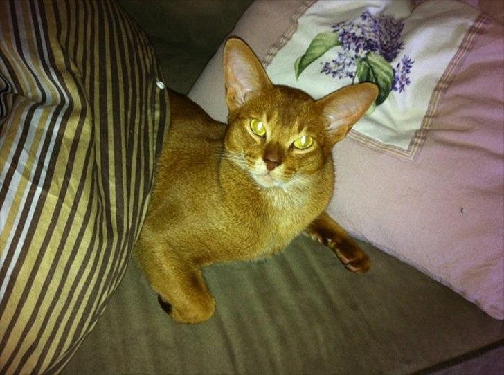 Abyssinier Viper billede 12