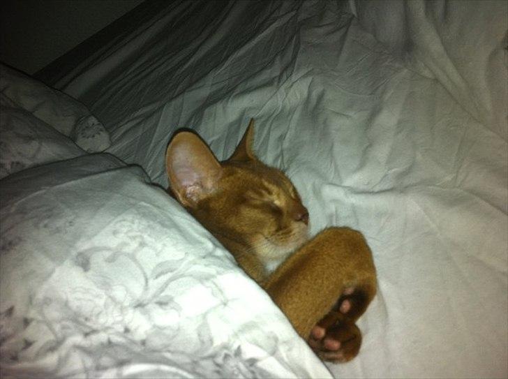 Abyssinier Viper billede 13