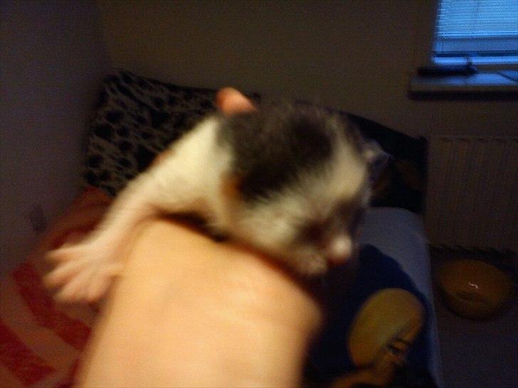 Huskat Laban (Labse) rip  - 2 dage gammel billede 19