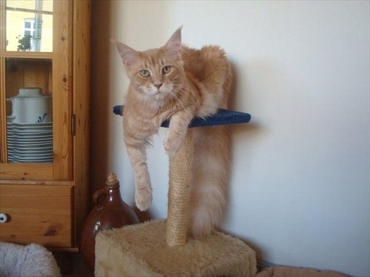 Maine Coon Cherry Cleo billede 11