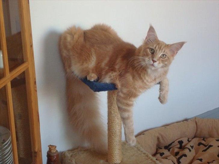 Maine Coon Cherry Cleo billede 12