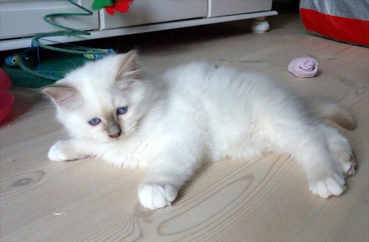 Hellig Birma Chicabee Tenzii - Fra dengang vi forelskede os i den lille gavtyv! billede 13