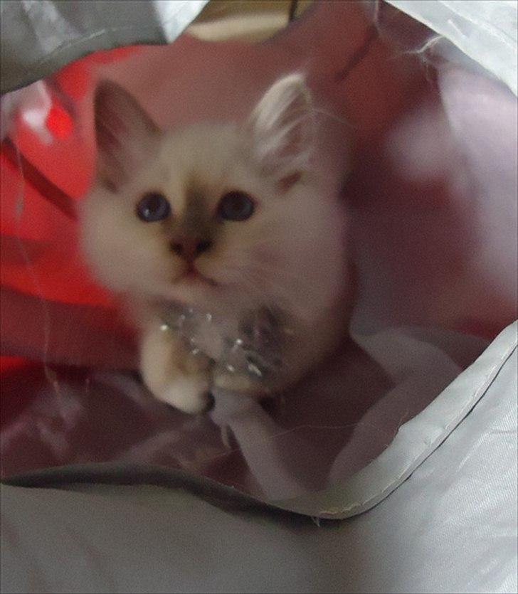 Hellig Birma Chicabee Tenzii - Vi leger ! :) billede 14